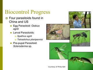 Biocontrol Progress
 Four parasitoids found in
China and US
 Egg Parasitoid: Oobius
agrili
 Larval Parasitoids:
 Spathius agrili
 Tetrastichus planipennisi
 Pre-pupal Parasitoid:
Scleroderma sp.
Courtesy of Philip Bell
 