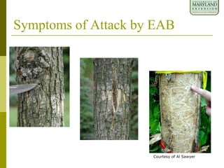 D-shaped exit holes
Bark splits
Serpentine galleries
Symptoms of Attack by EAB
Courtesy of Al Sawyer
 