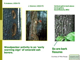 Woodpecker activity is an ‘early
warning sign’ of emerald ash
borers.
R.Anderson, USDA FS
J. Solomon, USDA FS
So are bark
fissures
Vertical split in bark above
larval gallery
David Roberts, MSU
Courtesy of Mike Raupp
 