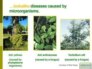 …lookalike diseases caused by
microorganisms.
Ash yellows
(caused by
phytoplasma
organisms)
Ash anthracnose
(caused by a fungus)
Verticillium wilt
(caused by a fungus)
North Dakota State U. U. Of MN Extension Forestry at Auburn U.
Courtesy of Mike Raupp
 