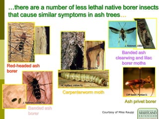 …there are a number of less lethal native borer insects
that cause similar symptoms in ash trees…
Banded ash
clearwing and lilac
borer moths
Banded ash
borer
J. Solomon, USDA FS
Red-headed ash
borer
G.Csoka,HungaryForestResearch
Carpenterworm moth
W. Hoffard, USDA FS
J. Solomon, USDA FS
J. Solomon, USDA FS
Cliff Sadof, Purdue U.
Ash privet borer
Courtesy of Mike Raupp
 
