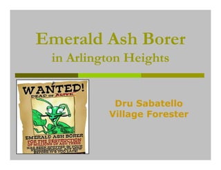Emerald Ash Borer
 in Arlington Heights


           Dru Sabatello
          Village Forester
 