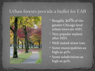  Roughly    20% of the
    greater Chicago land
    urban trees are ASH.
   Very popular replant
    after DED.
   Well-suited street tree.
   Some municipalities as
    high as 40%.
   Some subdivisions as
    high as 90%.
 