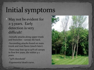  May not be evident for
 2-3 years. Early
 detection is very
 difficult!
 -Initially attacks along upper trunk
 and branches - canopy die back.
 -Succeeding attacks found on main
 trunk and root flares (much later).
 -Trees may lose up to 50% of canopy
 in first few years, die within 5-7
 years.
 -”50% threshold”
 -Exponential death curve.
 