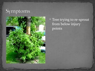  Tree trying to re-sprout
 from below injury
 points
 