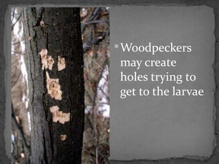  Woodpeckers
 may create
 holes trying to
 get to the larvae
 