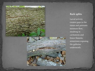 Bark splits

Larval activity
creates gaps in the
tissue and prevents
moisture flow,
resulting in
cavitations and
linear fissures,
sometimes exposing
the galleries
underneath.
 