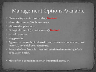  Chemical (systemic insecticides)-limited
 -”over the counter” for homeowner
 - licensed applications
 Biological control (parasitic wasps)-limited
 -larval parasites
 -egg parasite
 Aggressive removals of infested trees; reduce ash population, host
  material, potential beetle pressure.
 Removal of confirmable trees and continued monitoring of ash
  population health.

 Most often a combination or an integrated approach.
 