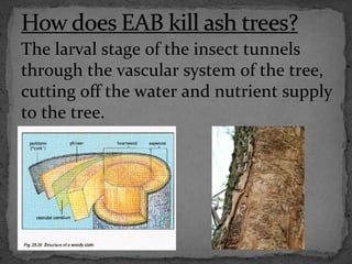 The larval stage of the insect tunnels
through the vascular system of the tree,
cutting off the water and nutrient supply
to the tree.
 