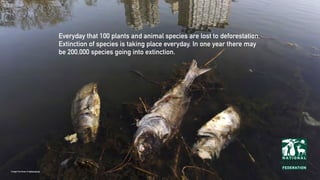 Everyday that 100 plants and animal species are lost to deforestation.
Extinction of species is taking place everyday. In one year there may
be 200,000 species going into extinction.
Image Courtesy of dailymail.uk
 