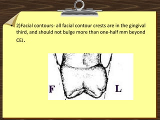 • 2)Facial contours- all facial contour crests are in the gingival 
third, and should not bulge more than one-half mm beyond 
CEJ.  
 