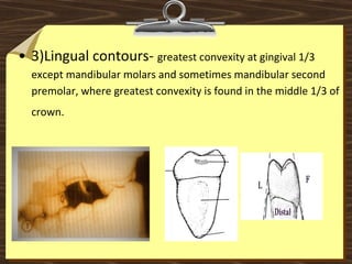 • 3)Lingual contours- greatest convexity at gingival 1/3 
except mandibular molars and sometimes mandibular second 
premolar, where greatest convexity is found in the middle 1/3 of 
crown.  
 