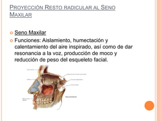PROYECCIÓN RESTO RADICULAR AL SENO
MAXILAR
 Seno Maxilar
 Funciones: Aislamiento, humectación y
calentamiento del aire inspirado, así como de dar
resonancia a la voz, producción de moco y
reducción de peso del esqueleto facial.
 
