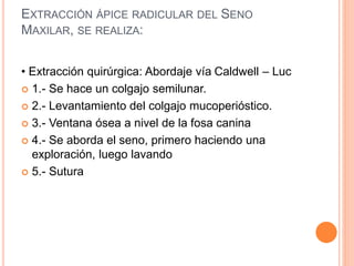 EXTRACCIÓN ÁPICE RADICULAR DEL SENO
MAXILAR, SE REALIZA:
• Extracción quirúrgica: Abordaje vía Caldwell – Luc
 1.- Se hace un colgajo semilunar.
 2.- Levantamiento del colgajo mucoperióstico.
 3.- Ventana ósea a nivel de la fosa canina
 4.- Se aborda el seno, primero haciendo una
exploración, luego lavando
 5.- Sutura
 