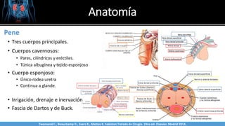 Anatomía
Sabinston
Pene
• Tres cuerpos principales.
• Cuerpos cavernosos:
• Pares, cilíndricos y eréctiles.
• Túnica albugínea y tejido esponjoso
• Cuerpo esponjoso:
• Único rodea uretra
• Continua a glande.
• Irrigación, drenaje e inervación
• Fascia de Dartos y de Buck.
Nervios cavernosos
Twonsend C., Beauchamp D., Evers B., Mattox K. Sabiston Tratado de Cirugía. 19na ed. Elsevier. Madrid 2013.
 