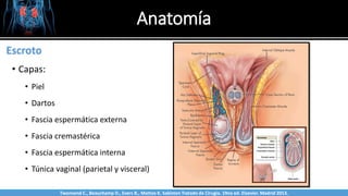 Anatomía
Sabinston
Escroto
• Capas:
• Piel
• Dartos
• Fascia espermática externa
• Fascia cremastérica
• Fascia espermática interna
• Túnica vaginal (parietal y visceral)
Twonsend C., Beauchamp D., Evers B., Mattox K. Sabiston Tratado de Cirugía. 19na ed. Elsevier. Madrid 2013.
 