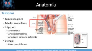 Anatomía
Sabinston
Testículos
• Túnica albugínea
• Túbulos seminíferos
• Irrigación:
• Arteria renal
• Arteria cremastérica
• Arteria del conducto deferente
• Drenaje:
• Plexo pampiriforme
Twonsend C., Beauchamp D., Evers B., Mattox K. Sabiston Tratado de Cirugía. 19na ed. Elsevier. Madrid 2013.
 