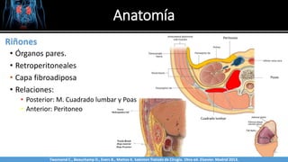 Anatomía
• Órganos pares.
• Retroperitoneales
• Capa fibroadiposa
• Relaciones:
• Posterior: M. Cuadrado lumbar y Poas
• Anterior: Peritoneo
Cuadrado lumbar
Psoas
Peritoneo
Riñones
Twonsend C., Beauchamp D., Evers B., Mattox K. Sabiston Tratado de Cirugía. 19na ed. Elsevier. Madrid 2013.
 