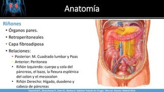 Anatomía
• Órganos pares.
• Retroperitoneales
• Capa fibroadiposa
• Relaciones:
• Posterior: M. Cuadrado lumbar y Poas
• Anterior: Peritoneo
Sabinston
Riñones
• Riñón Izquierdo: cuerpo y cola del
páncreas, el bazo, la flexura esplénica
del colon y el mesocolon
• Riñón Derecho: Hígado, duodeno y
cabeza de páncreas
Twonsend C., Beauchamp D., Evers B., Mattox K. Sabiston Tratado de Cirugía. 19na ed. Elsevier. Madrid 2013.
 