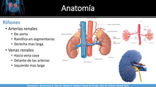 Anatomía
• Arterias renales
• De aorta
• Ramifica en segmentarias
• Derecha mas larga.
• Venas renales
• Hacia vena cava
• Delante de las arterias
• Izquierda mas larga
Sabinston
Riñones
Twonsend C., Beauchamp D., Evers B., Mattox K. Sabiston Tratado de Cirugía. 19na ed. Elsevier. Madrid 2013.
 