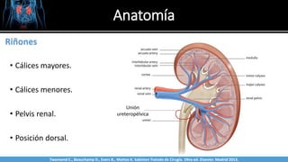 Anatomía
• Cálices mayores.
• Cálices menores.
• Pelvis renal.
• Posición dorsal.
Sabinston
Riñones
Unión
ureteropélvica
Twonsend C., Beauchamp D., Evers B., Mattox K. Sabiston Tratado de Cirugía. 19na ed. Elsevier. Madrid 2013.
 