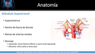 Anatomía
Sabinston
Glándula Suprarrenal
• Superointerna
• Dentro de fascia de Gerota
• Ramas de arterias renales
• Drenaje:
• Izquierdo: vena frénica inferior y vena renal izquierda
• Derecho: vena corta a vena cava
Twonsend C., Beauchamp D., Evers B., Mattox K. Sabiston Tratado de Cirugía. 19na ed. Elsevier. Madrid 2013.
 
