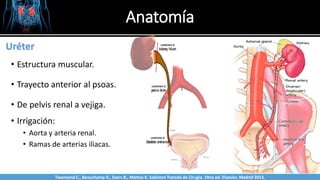 Anatomía
Sabinston
Uréter
• Estructura muscular.
• Trayecto anterior al psoas.
• De pelvis renal a vejiga.
• Irrigación:
• Aorta y arteria renal.
• Ramas de arterias iliacas.
Twonsend C., Beauchamp D., Evers B., Mattox K. Sabiston Tratado de Cirugía. 19na ed. Elsevier. Madrid 2013.
 