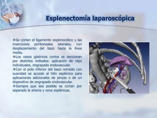 Esplenectomía laparoscópica
Se cortan el ligamento esplenocólico y las
inserciones peritoneales laterales, con
desplazamiento del bazo hacia la línea
media.
Los vasos gástricos cortos se seccionan
por distintos métodos: aplicación de clips
individuales, engrapado endovascular.
Con el polo inferior del bazo retraído con
suavidad se accede al hilio esplénico para
aplicaciones adicionales de pinzas o de un
dispositivo de engrapado endovascular.
Siempre que sea posible se cortan por
separado la arteria y vena esplénicas.
 