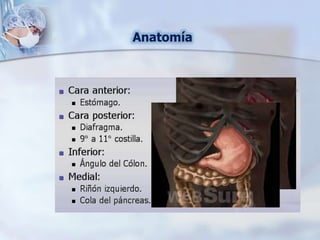 Anatomía
 