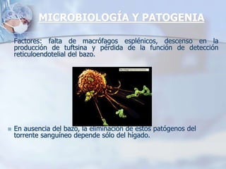 MICROBIOLOGÍA Y PATOGENIA
 Factores: falta de macrófagos esplénicos, descenso en la
producción de tuftsina y pérdida de la función de detección
reticuloendotelial del bazo.
 En ausencia del bazo, la eliminación de estos patógenos del
torrente sanguíneo depende sólo del hígado.
 