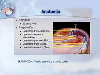 Anatomía
IRRIGACIÓN: Arteria esplénica y vasos cortos
 