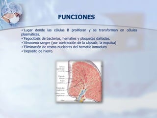 Lugar donde las células B proliferan y se transforman en células
plasmáticas.
Fagocitosis de bacterias, hematíes y plaquetas dañadas.
Almacena sangre (por contracción de la cápsula, la expulsa)
Eliminación de restos nucleares del hematíe inmaduro
Deposito de hierro.
FUNCIONES
 