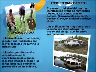 ECOSISTEMAS COSTEROS
                                 El aumento del nivel del mar ha
                                 inundado las áreas de humedales
                                 costeros, causando erosión
                                 costera. (Los arrecifes de coral,
                                 quedan a mayor profundidad bajo
                                 el mar).
                                 Las edificaciones muy cercanas a
                                 la costa son afectadas por la
      LA AGRICULTURA             acción del oleaje, que deteriora
                                 sus cimientos.
Los suelos son más secos y
pierden sus nutrientes con
mayor facilidad (recurrir a la
irrigación).

Las temperaturas más
elevadas causa la
reproducción de algunos
insectos (mosca blanca y las
langostas), que afectan la
producción de los cultivos.
 