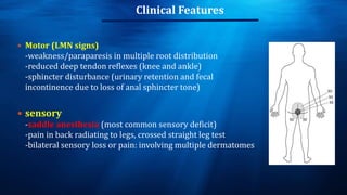 Clinical Features
 Motor (LMN signs)
-weakness/paraparesis in multiple root distribution
-reduced deep tendon reflexes (knee and ankle)
-sphincter disturbance (urinary retention and fecal
incontinence due to loss of anal sphincter tone)
 sensory
-saddle anesthesia (most common sensory deficit)
-pain in back radiating to legs, crossed straight leg test
-bilateral sensory loss or pain: involving multiple dermatomes
 