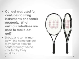 • Cat gut was used for
  centuries to string
  instruments and tennis
  racquets. What
  animals’ intestines are
  used to make cat
  gut?
• Sheep and sometimes
  cow. The name cat gut
  may comes from the
  “caterwauling” sound
  created by lousy
  musicians.
 