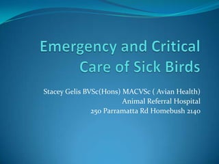 Stacey Gelis BVSc(Hons) MACVSc ( Avian Health)
Animal Referral Hospital
250 Parramatta Rd Homebush 2140
 