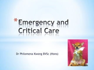Dr Philomena KwongBVSc (Hons) Emergency and Critical Care 