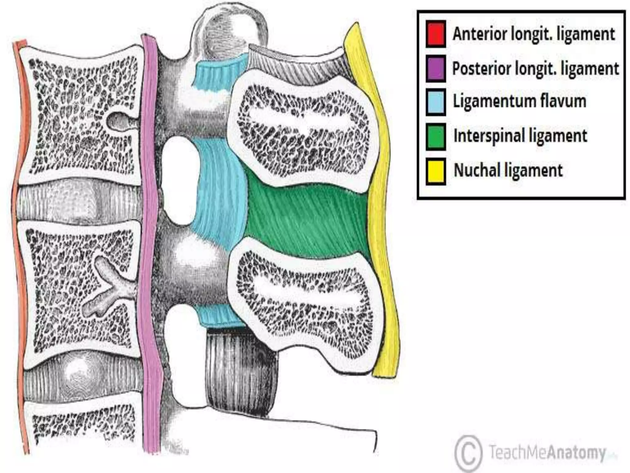 Cd Spine Example Emergency care of cervical spine injuries | PPTX
