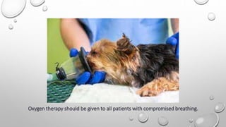 Oxygen therapy should be given to all patients with compromised breathing.
 