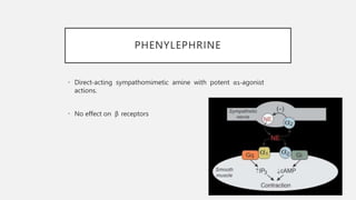 PHENYLEPHRINE
• Direct-acting sympathomimetic amine with potent α1-agonist
actions.
• No effect on β receptors
 