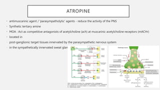 ATROPINE
• antimuscarinic agent / ‘parasympatholytic’ agents - reduce the activity of the PNS
• Synthetic tertiary amine
• MOA : Act as competitive antagonists of acetylcholine (ach) at muscarinic acetylcholine receptors (mACHr)
• located in
- post-ganglionic target tissues innervated by the parasympathetic nervous system
- in the sympathetically innervated sweat glands.
 
