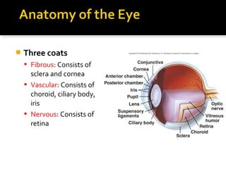  Three coats
 Fibrous: Consists of
sclera and cornea
 Vascular: Consists of
choroid, ciliary body,
iris
 Nervous: Consists of
retina
 
