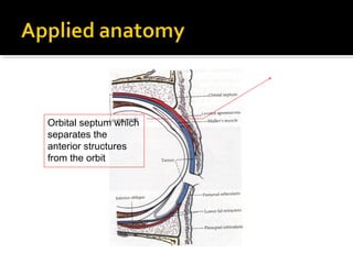 Orbital septum which
separates the
anterior structures
from the orbit
 