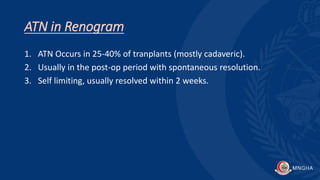 ATN in Renogram
1. ATN Occurs in 25-40% of tranplants (mostly cadaveric).
2. Usually in the post-op period with spontaneous resolution.
3. Self limiting, usually resolved within 2 weeks.
 