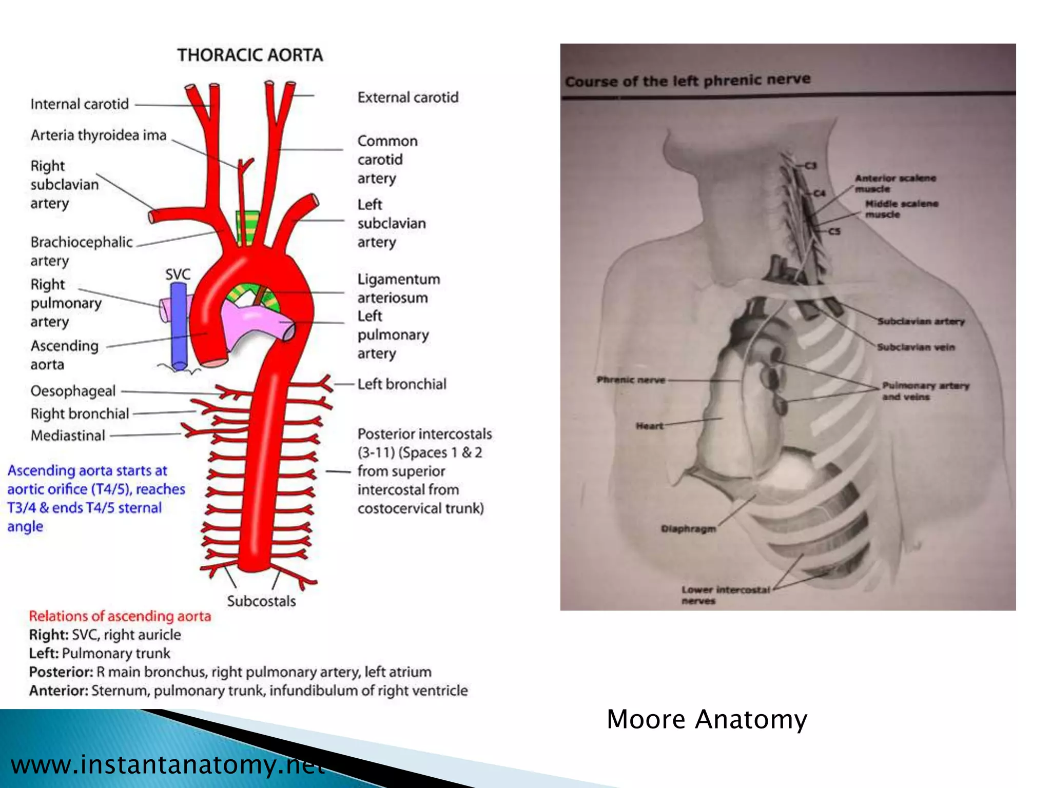 www.instantanatomy.net
Moore Anatomy
 
