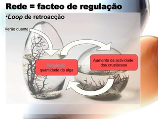 Rede = facteo de regulação Loop  de retroacção Verão quente Aumento da quantidade de algas Aumento da actividade  dos crustáceos Regulação   quantidade de alga 