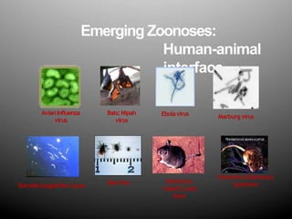 Emerging Zoonoses:
Human-animal
interface
Marburg virus
HantavirusPulmonary
Syndrome
Ebolavirus
Borrelia burgdorferi:Lyme Deertick Mostomys
rodent:Lassa
fever
Avianinfluenza
virus
Bats:Nipah
virus
 