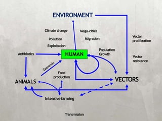 HUMAN
ANIMALS
ENVIRONMENT
VECTORS
Population
Growth
Mega‐cities
Migration
Exploitation
Pollution
Climatechange
Vector
proliferation
Vector
resistance
Transmission
Antibiotics
Intensivefarming
Food
production
 
