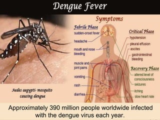 Approximately 390 million people worldwide infected
with the dengue virus each year.
 