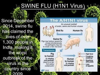 Since December
2014, swine flu
has claimed the
lives of over
1,300 people in
India, making it
the worst
outbreak of the
virus in the
country since
SWINE FLU (H1N1 Virus)
 